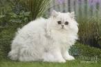 Chinchilla Persian Kitten Sale | Doll Face Kittens
