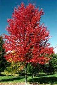 It is another acer rubrum x acer saccharinum hybrid. Maple Autumn Fantasy Pine Lane Nursery