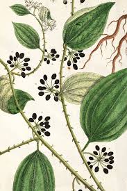 Image result for Smilax