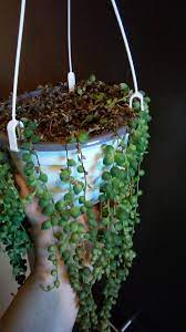 If the potting mix is soggy and clumpy then it is most likely overwatering that is causing your string of pearls to die. I Think I Overwatered My String Of Pearls What To Do Plantclinic