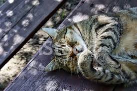 Beslenen Sisko Kedi Stok Fotograflari Freeimages Com