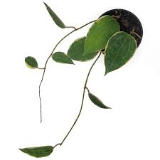 Image result for Carvalhoa macrophylla