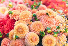 Dahlia flowers for sale cheap. Beautiful Dahlia Flowers For Sale Photograph By Anna Hoychuk