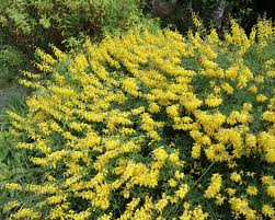 Image result for Cyperus nigricans