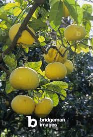 Image result for Citrus maxima
