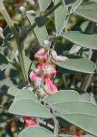 Image result for Indigofera ramosa