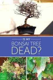 Bonsai are made from normal species of plant and just as the garden trees are vulnerable to various diseases, bonsai also are vulnerable to many ailments. Is My Bonsai Tree Dead Basic Bonsai Bonsai Tree Bonsai Tree Types Bonsai Tree Care