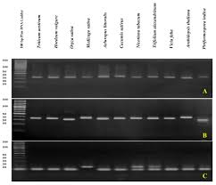 Pcr ტესტი • pcr test. Assessment Of Dna Contamination In Rna Samples Based On Ribosomal Dna Protocol Translated To Arabic
