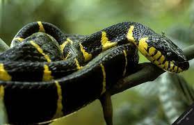 Http 41 Media Tumblr Com Tumblr Melslkmz4g1rrexpqo2 1280 Jpg Snake Tropical Rainforest Rainforest