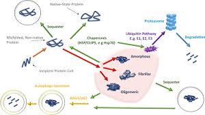 Review the possible mechanism of action (moa) for bystolic® (nebivolol) tablets. Molecular Mechanisms Of Proteinopathies Across Neurodegenerative Disease A Review Neurological Research And Practice Full Text