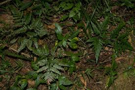 Image result for Arachniodes webbiana