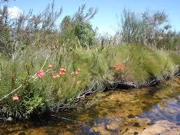 Image result for Disa equestris