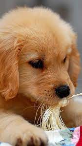 Beautiful Golden Retriever Forever Puppy Dogs Golden Retriever Golden Retriever Puppy