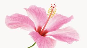 We did not find results for: All You Need To Know About Hibiscus