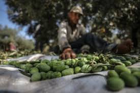Huile D Olive Les Producteurs Rejettent Le Prix De Vente De 5600 Millimes