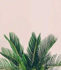 Orchids are the most varied of all plant groups—they come from all over the world from deserts to woodlands to tropical forests, but the orchids most people love are from tropical and subtropical climates. Leaves Of Tropical Plant On Light Background Photograph By Michal Bednarek