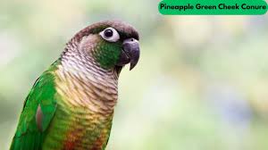 A Complete Guide To The Turquoise Green Cheek Conure Breed - The Pets  Nutrition