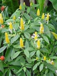 See more ideas about plants, shrubs, south texas. Yellow Shrimp Plant Pachystachys Lutea Urban Tropicals