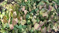 3 making a wooden flower press. W3lvzfwjlrdfgm
