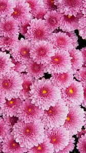 Https 3diphonewallpaper Com Wp Content Uploads 2017 10 Awesome Pink Flowers Jpg Pink Flowers Wallpaper Flower Wallpaper Flower Screensaver