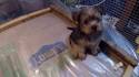 Pomeranian Mix Puppies for Sale | Lancaster Puppies