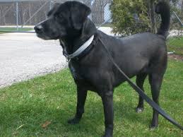 Black Australian Cattle Dog Lab Mix Lab Australian Shepherd Mix Taylor S Tail Shepherd Mix Puppies Labrador Retriever Mix Lab Shepherd Mix Puppy