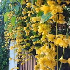 We did not find results for: Pokok Ficus Pumila Pokok Menjalar Shopee Malaysia