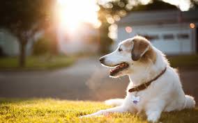 Best Dog In The World Http Ift Tt 2dbrdqa Cute Dog Quotes Cute Dogs Dogs