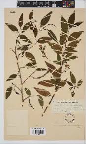 Image result for Ormocarpum kirkii