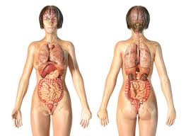 Human anatomy abdominal organs abdominal diagram with ribs anatomy. 76 444 Best Female Anatomy Images Stock Photos Vectors Adobe Stock