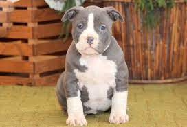 American bully puppies for sale!!! American Bully Puppies For Sale Puppy Adoption Keystone Puppies