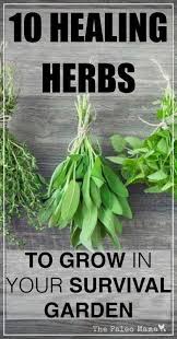 Tip 6221656105 Survival Meaning In Tamil Herbs Natural Healing Herbs Healing Herbs