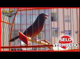 Canto De Trinca Ferro Bom Dia Seu Chico Com Boi Youtube Canto De Curio Passaros Brasileiros Canto
