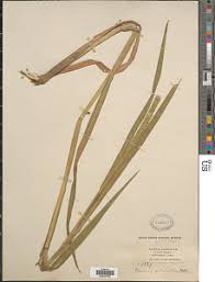 Image result for Strophanthus bequaertii