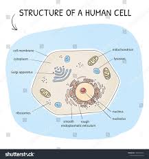 Cross Section View Of A Human Cell With Its Cell Organelles Medical Info Graphics On Blue Background Hand Draw In 2020 Cell Membrane Cell Organelles Beauty Packaging