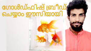Goldfish Breeding In Malayalam Vivek Parayil Parayil Aqua Youtube