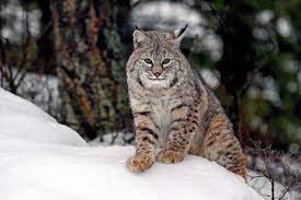A Bobcat Atop A Snowdrift Watches Me Watching Him Wild Cats Animals Beautiful Cats