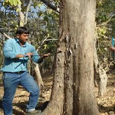 Incrementborer — an increment borer is a specialized tool used to extract a section of wood tissue from a living tree without injuring the tree. Pdf Dendroclimatology Present And Future Prospects