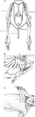Pectoral girdle and shoulder anatomy tutorials. Locomotor Function Of The Pectoral Girdle Muscular Sling In Trotting Dogs Journal Of Experimental Biology