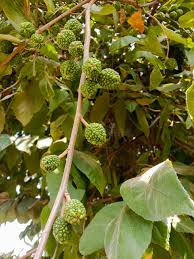 Image result for Guazuma