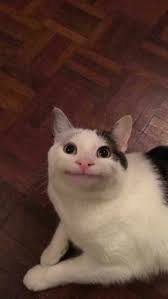 Pin By Nana Chongsawat On Animals Funny Cat Faces Cute Cat Memes Funny Animal Photos