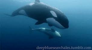 Pin On Orca Killer whale photos and pictures. pin on orca