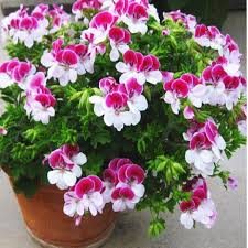 We did not find results for: New Arrival Two Color Red White Univalve Geranium Bonsai Perennial Flower Pelargonium Peltatum Plant For Indoor Rooms 20pcs Buy At The Price Of 0 25 In Aliexpress Com Imall Com