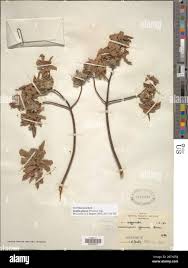 Image result for Gnidia burchellii