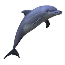 Dolphin Png Image Free Download Dolphins Dolphin Clipart Image