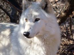 We did not find results for: Cute Female Arctic Wolf By Trial By Combat On Deviantart