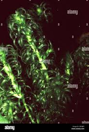 Image result for Lagarosiphon muscoides