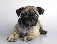 French bulldog and corgi mixes have the sassy attitude of a corgi and are also very loyal. 34 French Bulldog Pug Frug Ideas In 2021 French Bulldog Bulldog Pugs