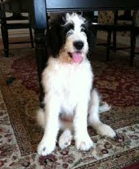 Cotons of adam's eden susan adams 46 1st street plainwell mi 49080 phone: Saint Berdoodle Photos Pictures Saint Berdoodles