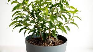 Allergies cause a range of symptoms. 20 Worst Indoor Plants For Allergies Not For Everyone Gardening Tips And Tricks